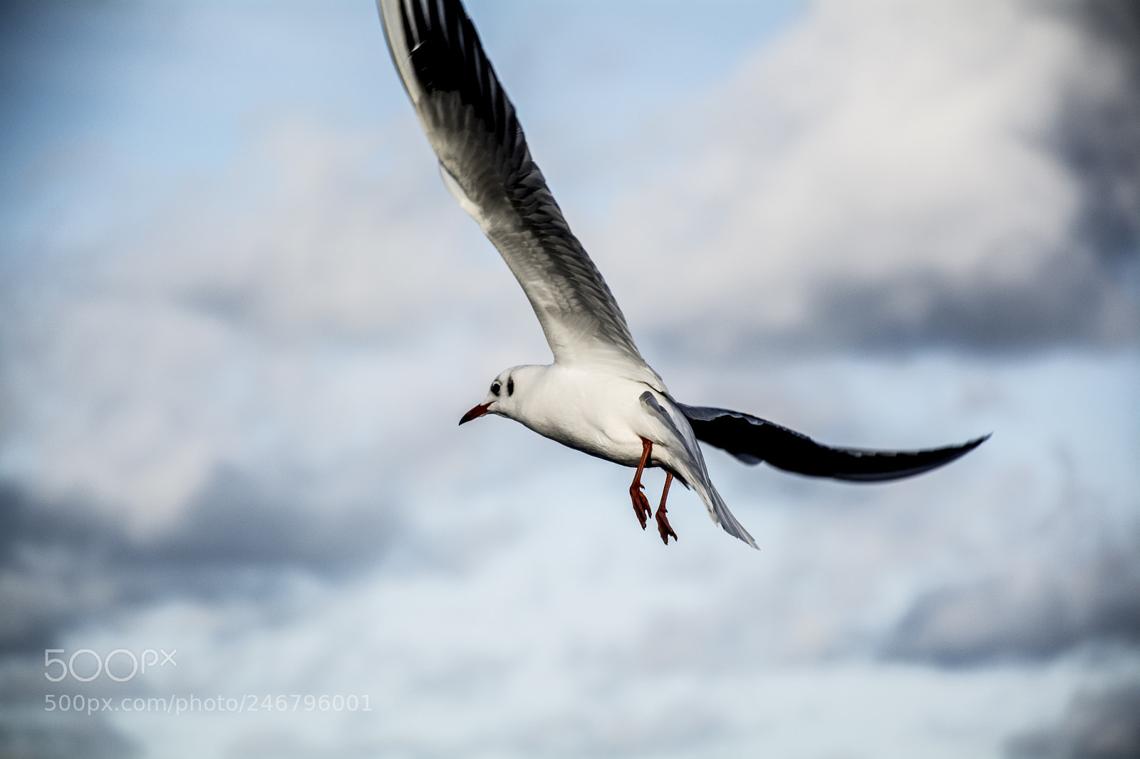 Nikon D5200 sample photo. Seagull photography