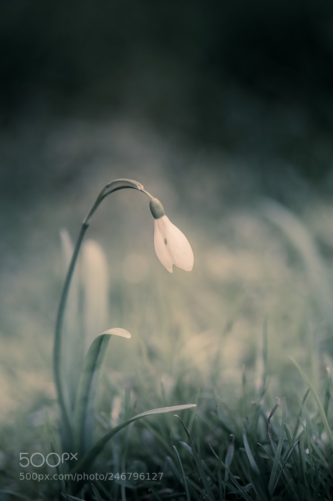 Nikon D7200 sample photo. Snowdrop 2 photography