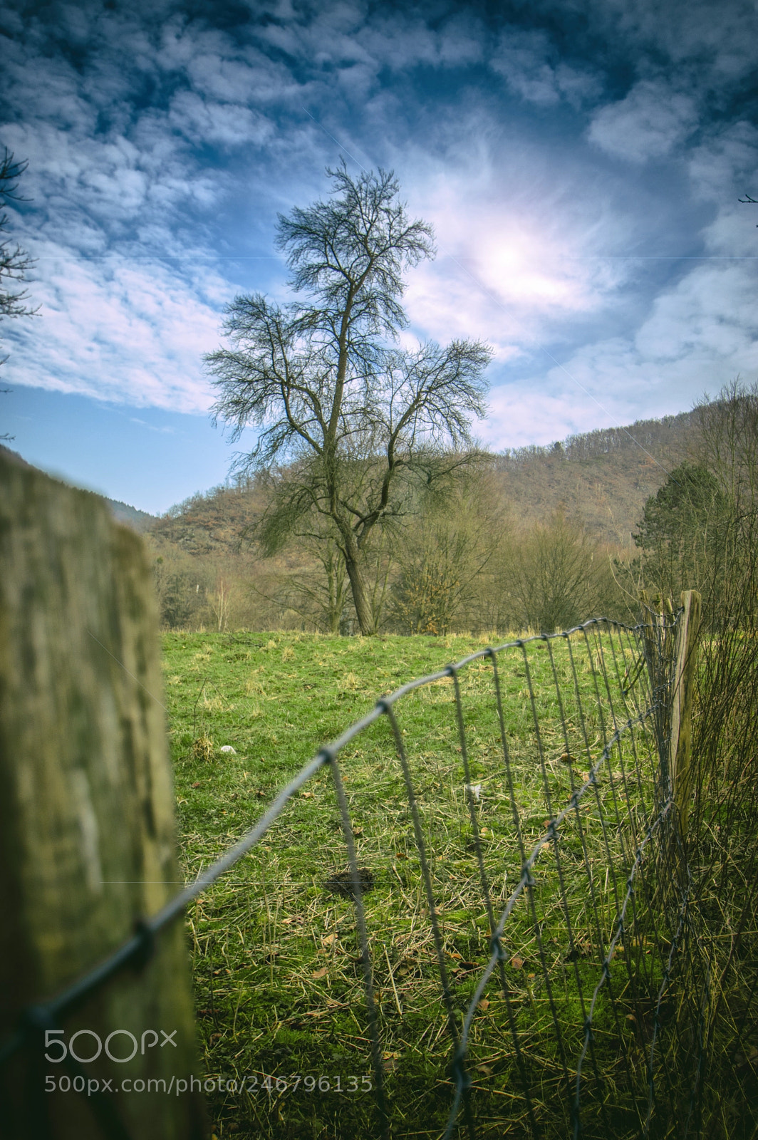 Pentax K-3 II sample photo. Tree tops in the photography
