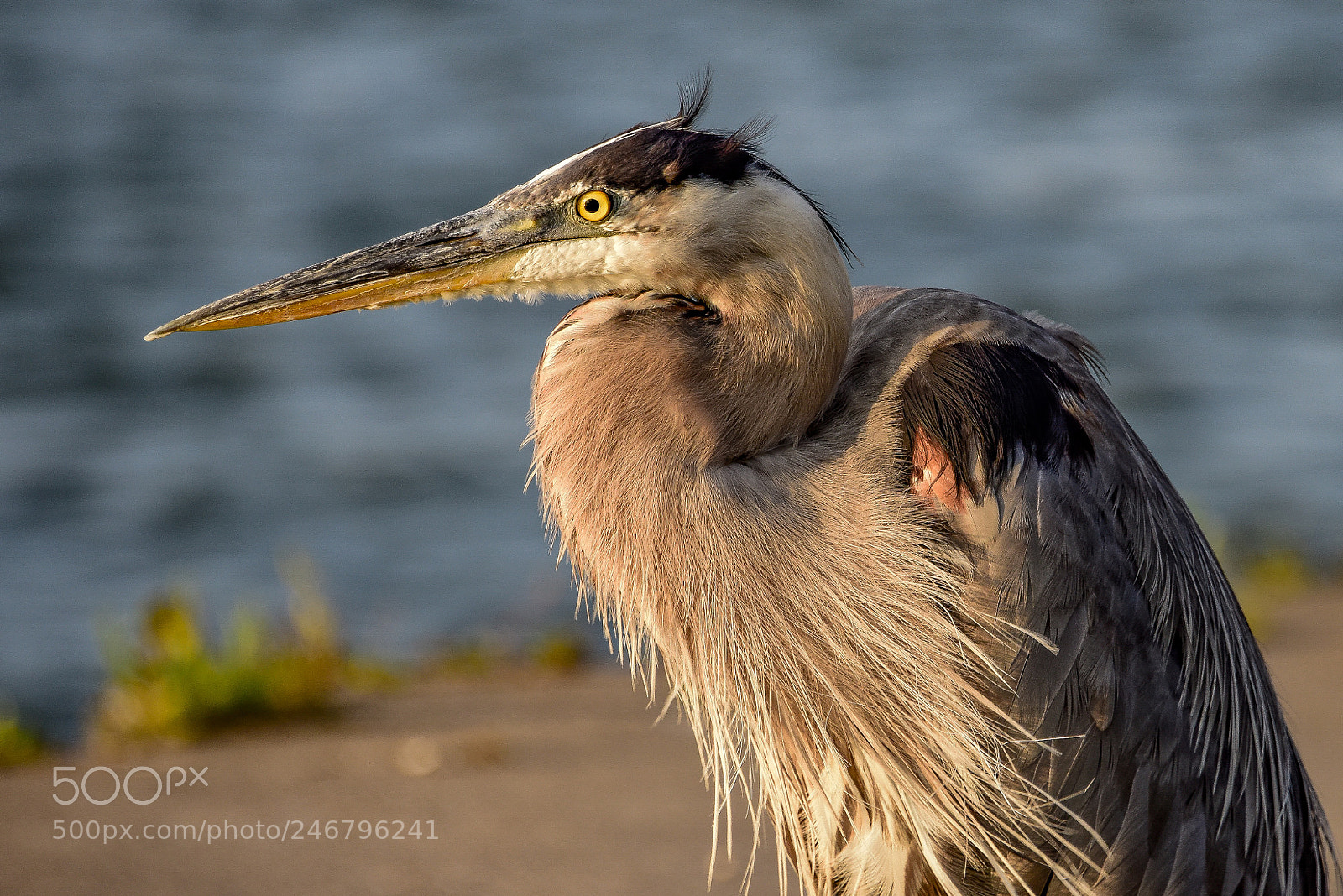 Nikon D810 sample photo. Great blue heron photography