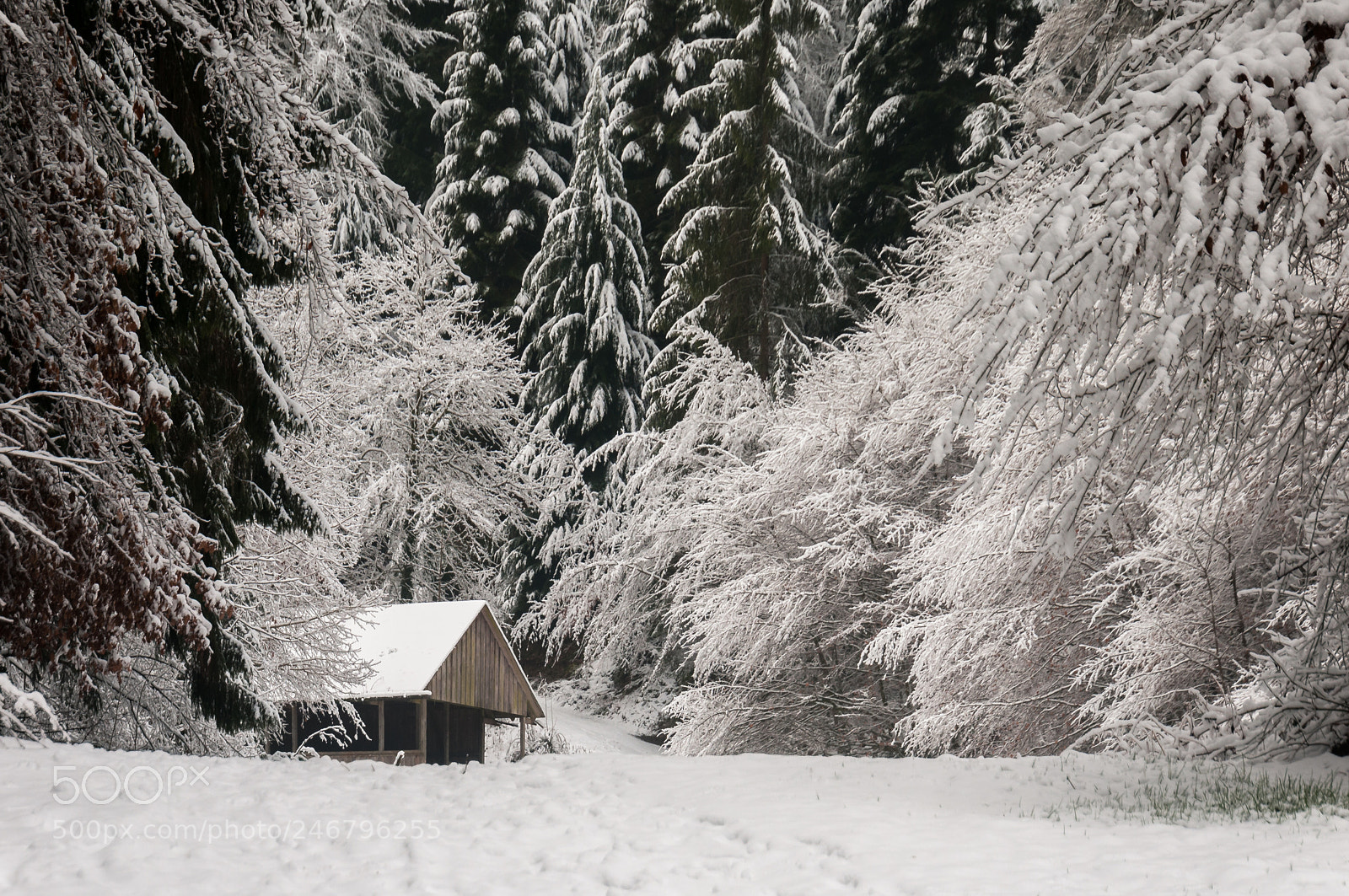 Nikon D300S sample photo. Monbachtal im winter photography