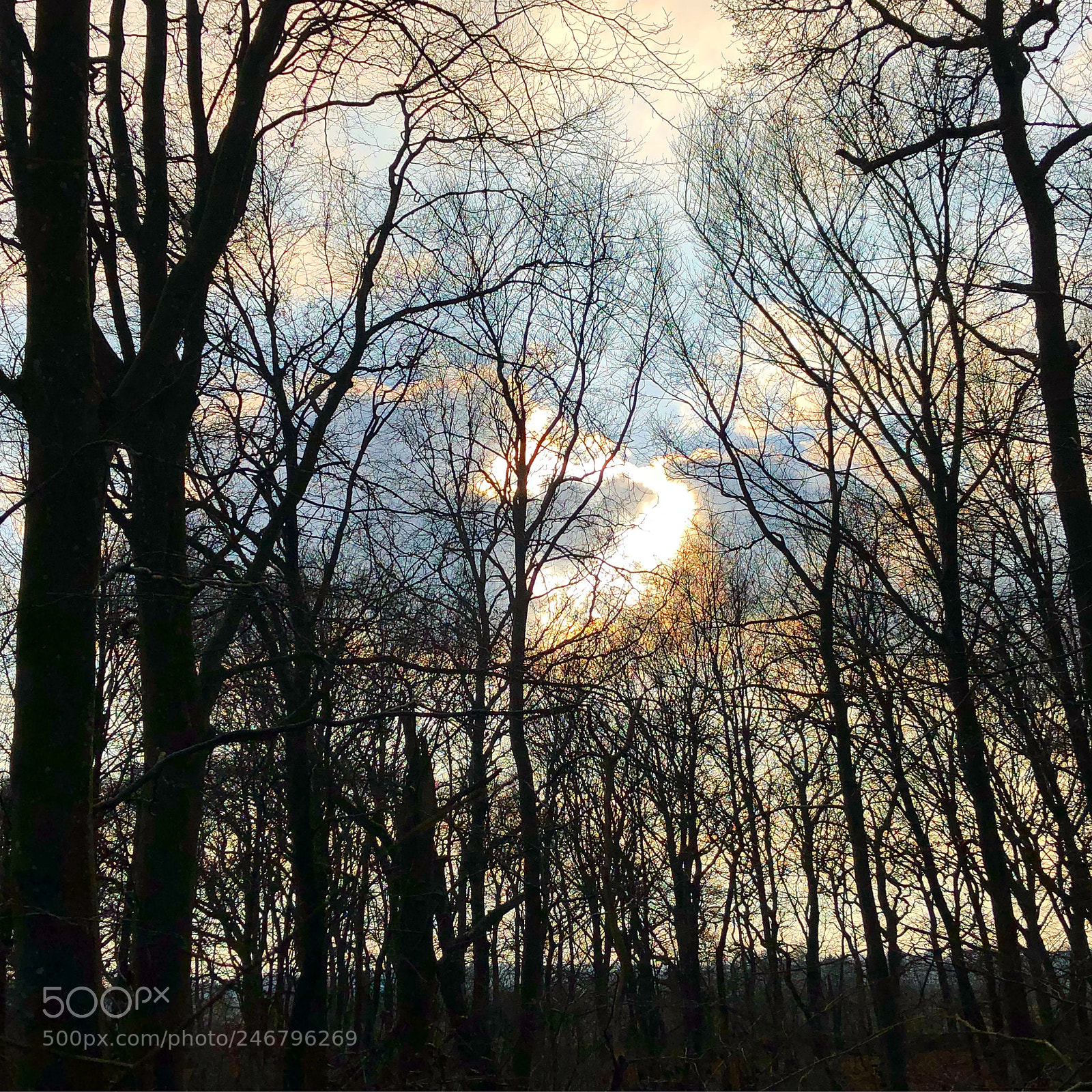 Apple iPhone 8 Plus sample photo. Februarytrees photography