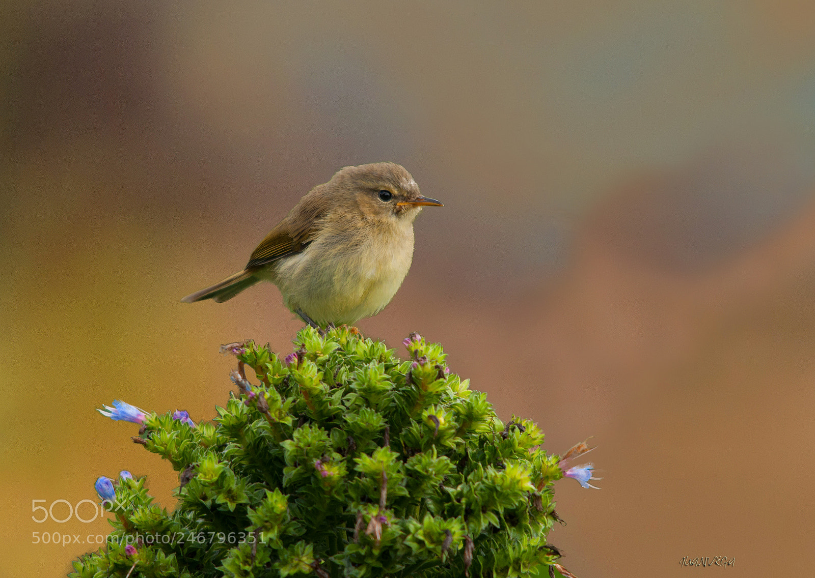 Nikon D90 sample photo. Mosquitero photography