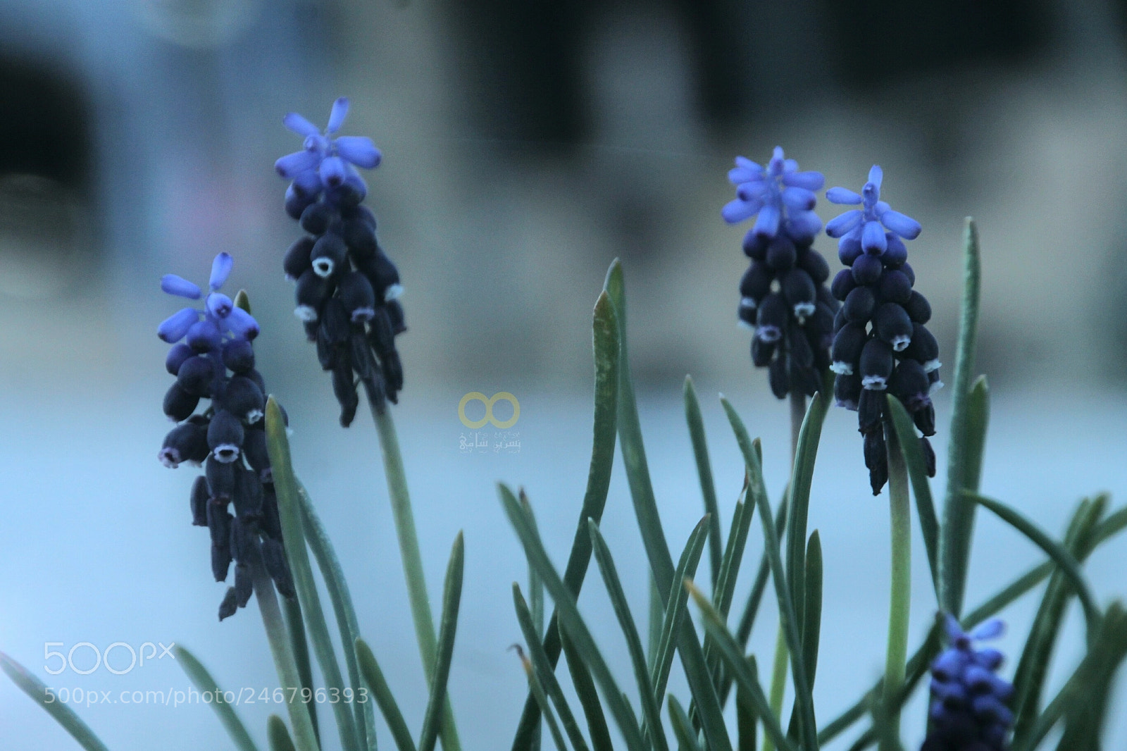 Canon EOS 1100D (EOS Rebel T3 / EOS Kiss X50) sample photo. ‏تنفسوا هذا المساء حُبآ ورضا فلا شيء أروع من قلوب photography