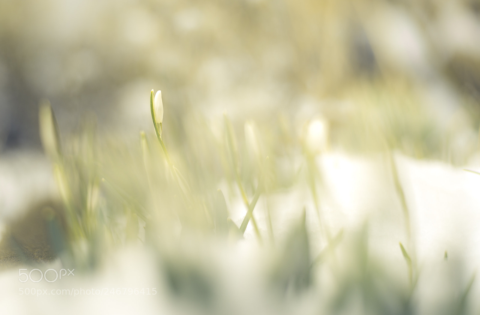Nikon D610 sample photo. Spring awakening photography