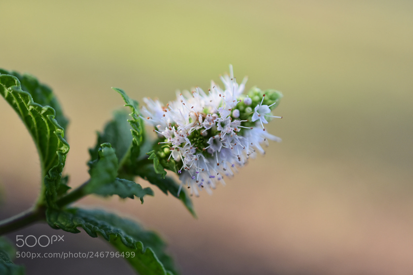 Nikon D3400 sample photo. Minted flower photography