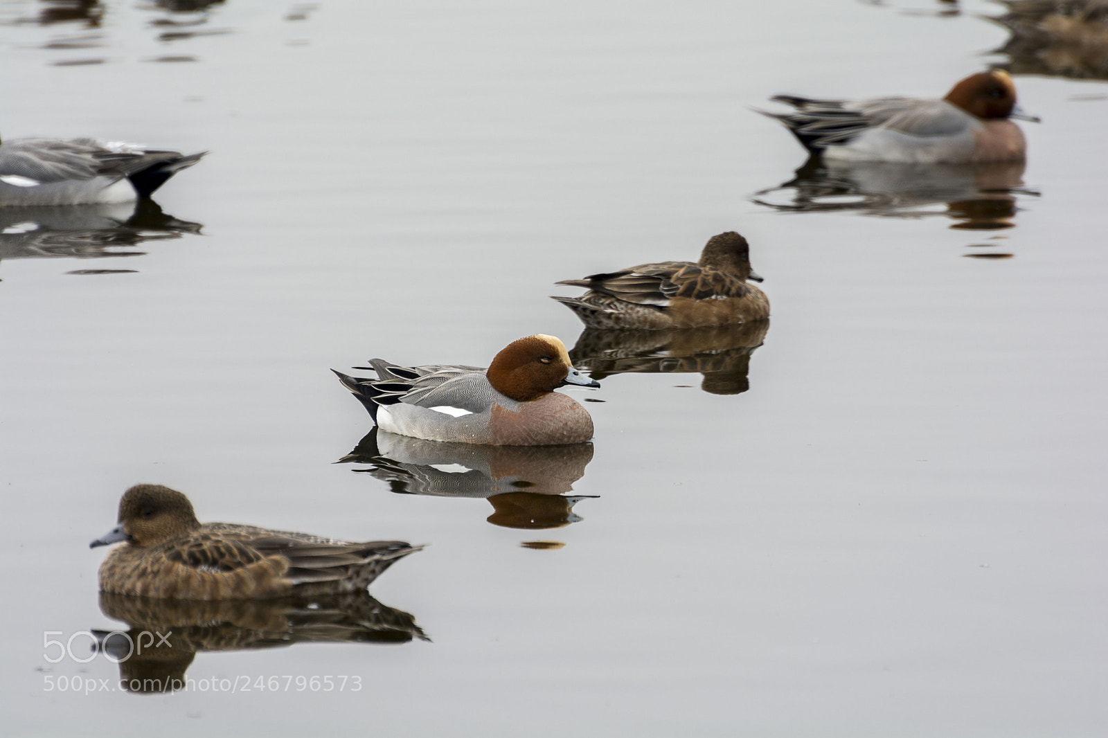 Nikon D7100 sample photo. Smient photography
