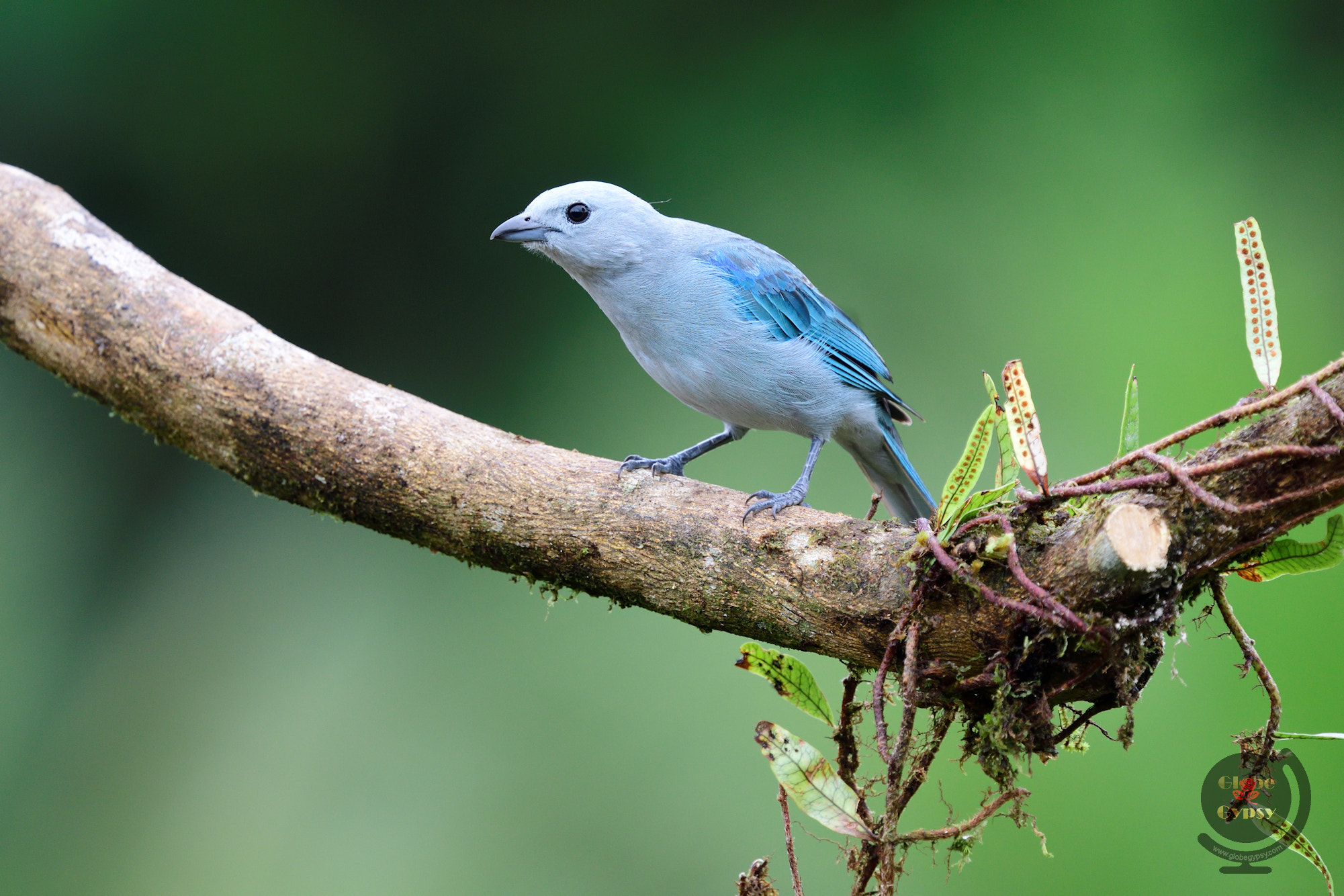 Nikon Nikkor AF-S 300mm F4E PF ED VR sample photo. True blue photography