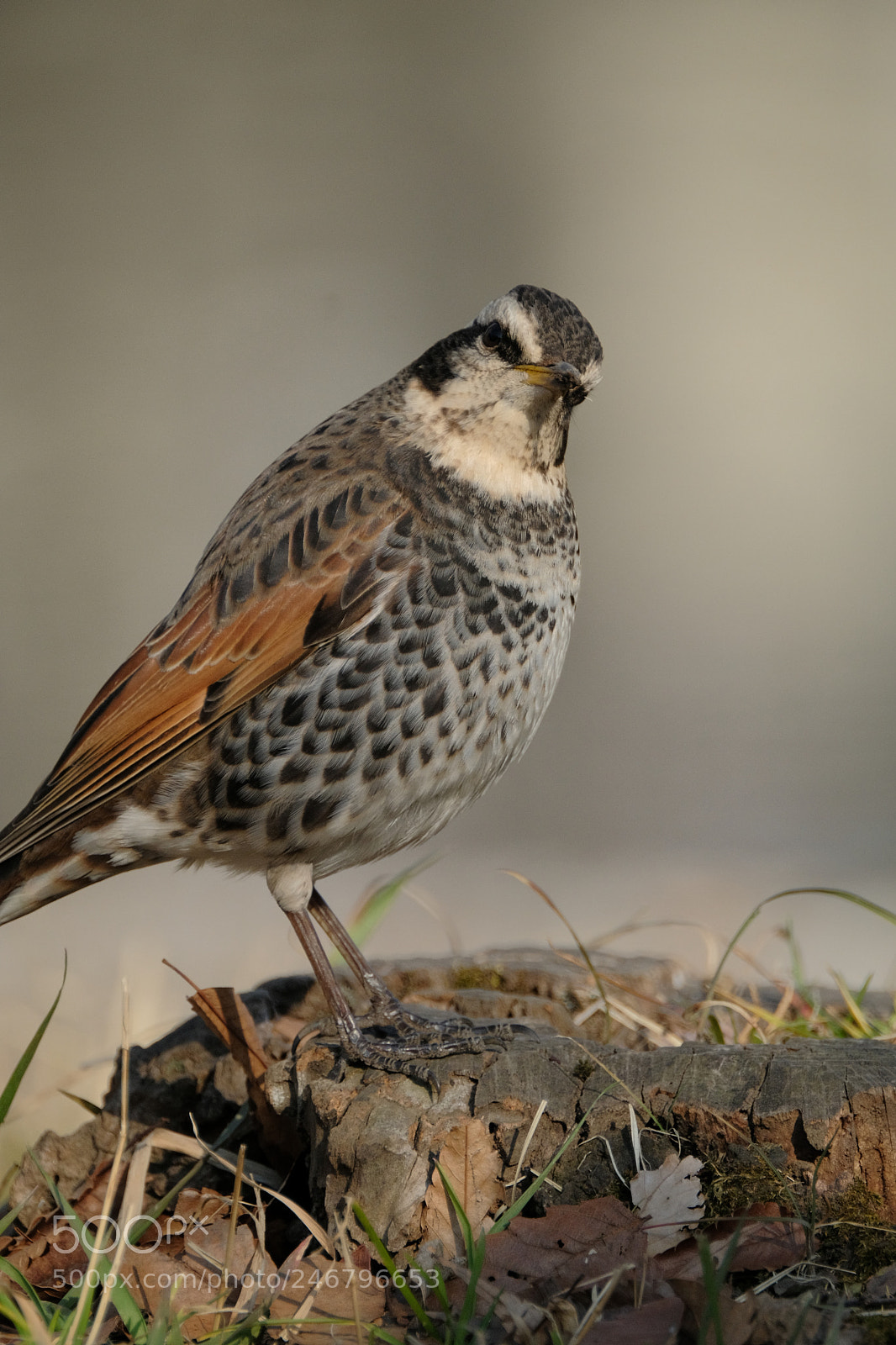 Fujifilm X-T2 sample photo. Dusky thrush on a photography