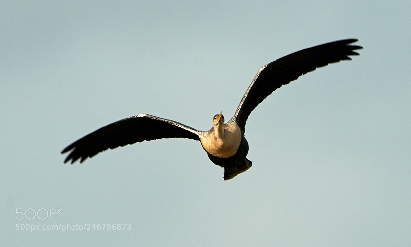 Canon EOS-1D X Mark II sample photo. 02-20-18-0004468.jpg photography