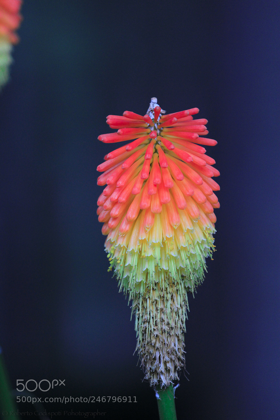 Canon EOS 600D (Rebel EOS T3i / EOS Kiss X5) sample photo. Fiore in sila photography