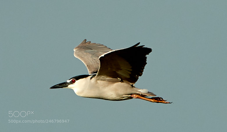 Canon EOS-1D X Mark II sample photo. 02-20-18-0004482.jpg photography