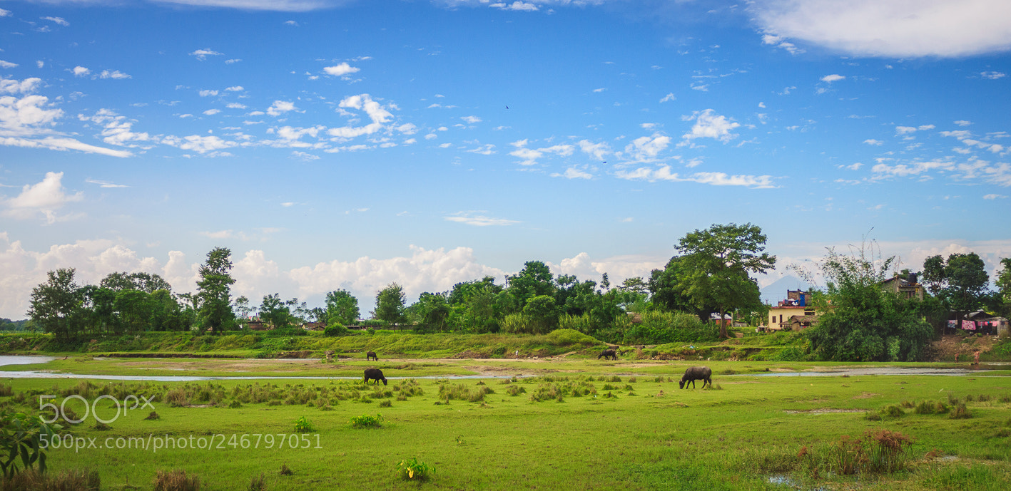 Nikon D300 sample photo. Chitwan photography