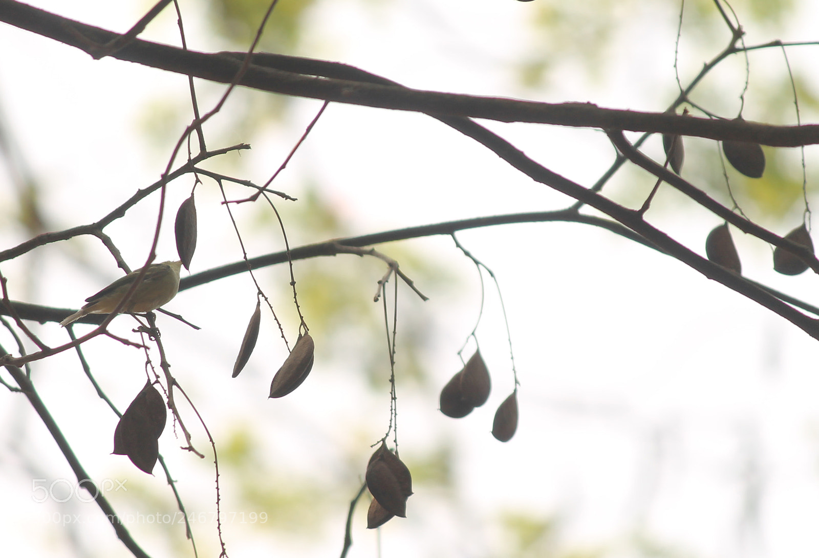 Canon EOS 1100D (EOS Rebel T3 / EOS Kiss X50) sample photo. Find the bird ??? photography