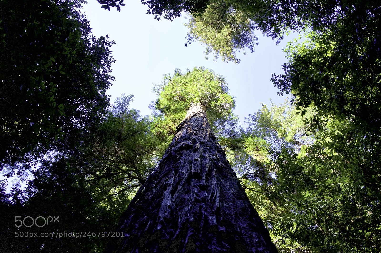 Leica Q (Typ 116) sample photo. King of the forest photography