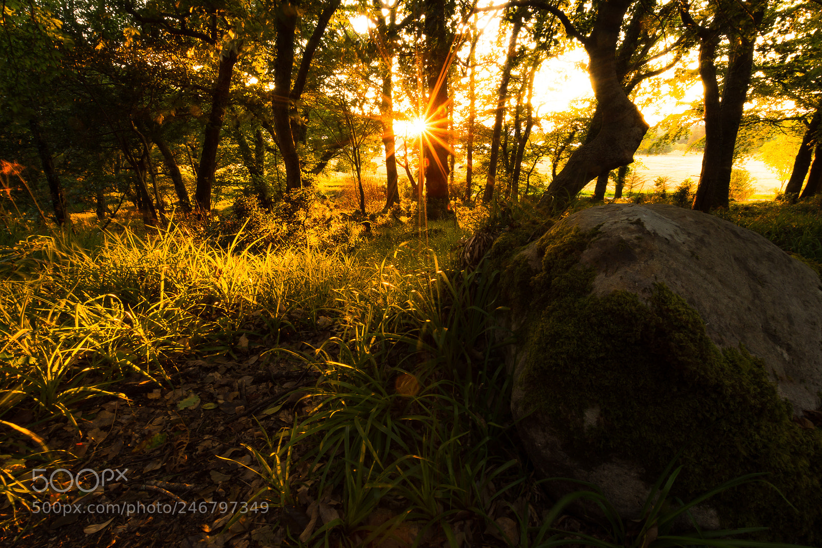 Nikon D5200 sample photo. Summer dream photography