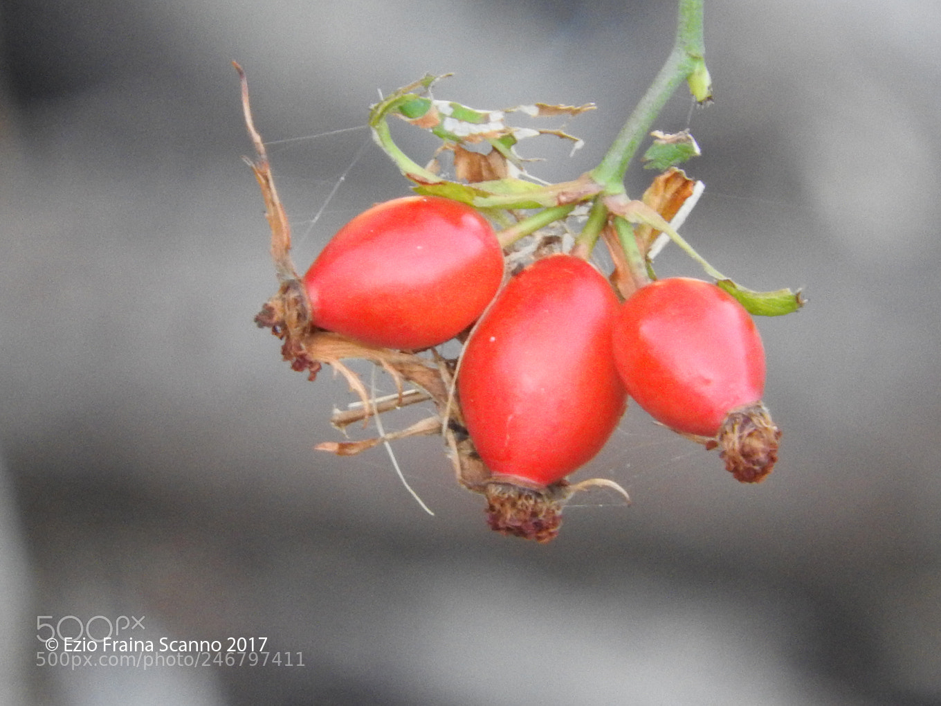 Nikon Coolpix P610 sample photo. Frutti di rosa canina photography