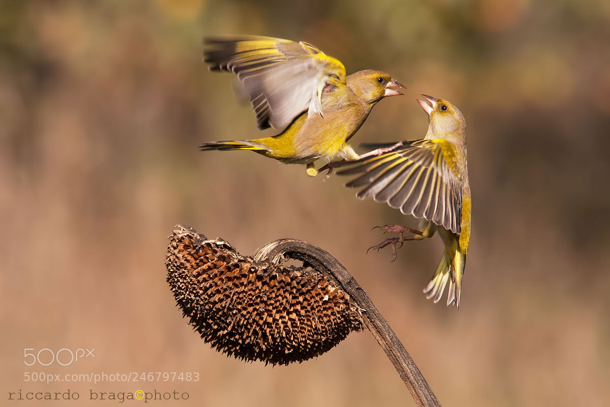 Canon EOS 40D sample photo. Greenfinch photography