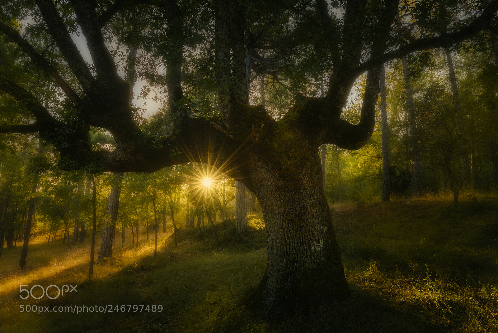 Nikon D800 sample photo. The enchanted forest photography