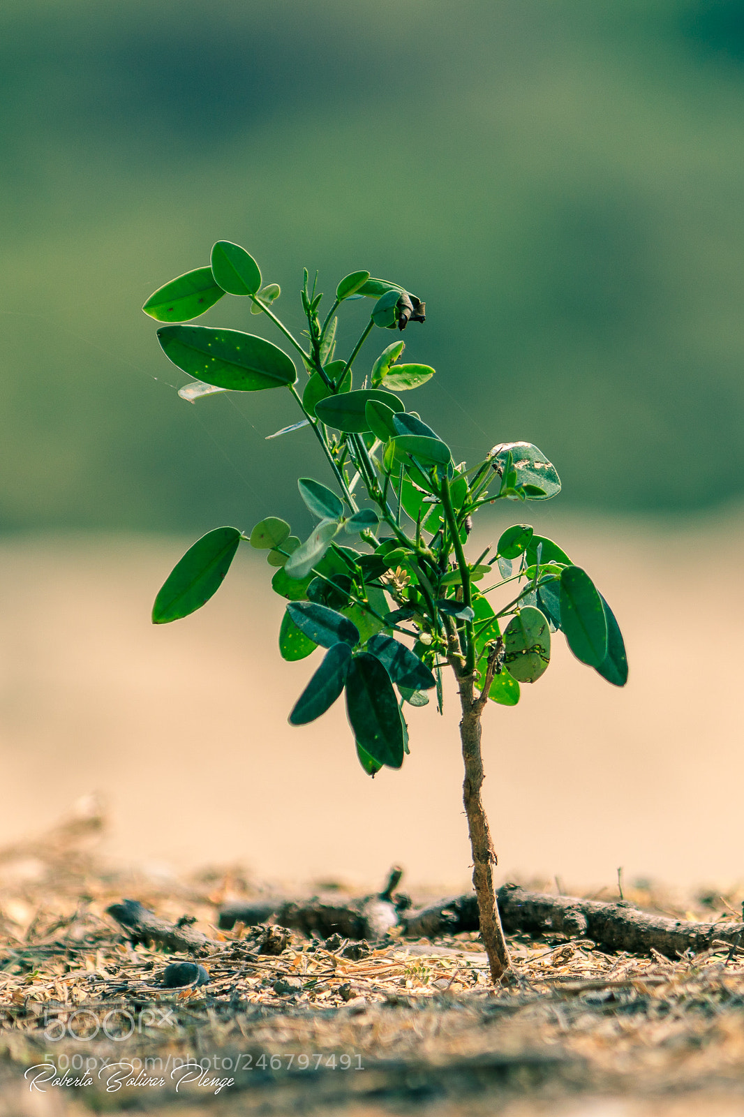 Canon EOS 77D (EOS 9000D / EOS 770D) sample photo. Tree photography