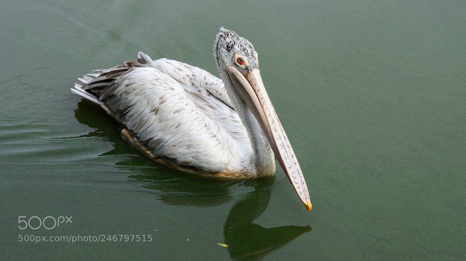 Sony Alpha NEX-5N sample photo. Pelican photography
