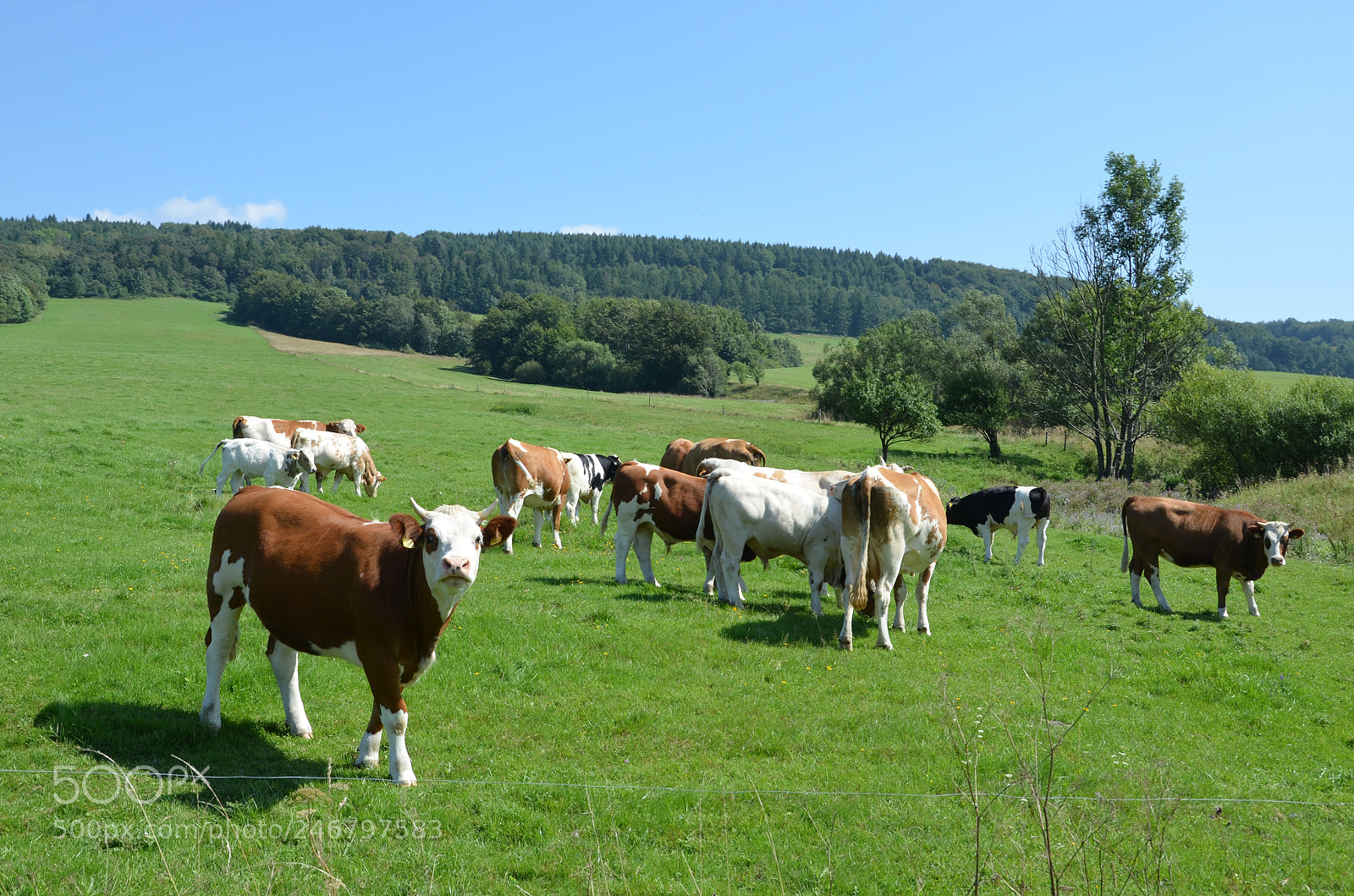 Nikon D5100 sample photo. Cows photography