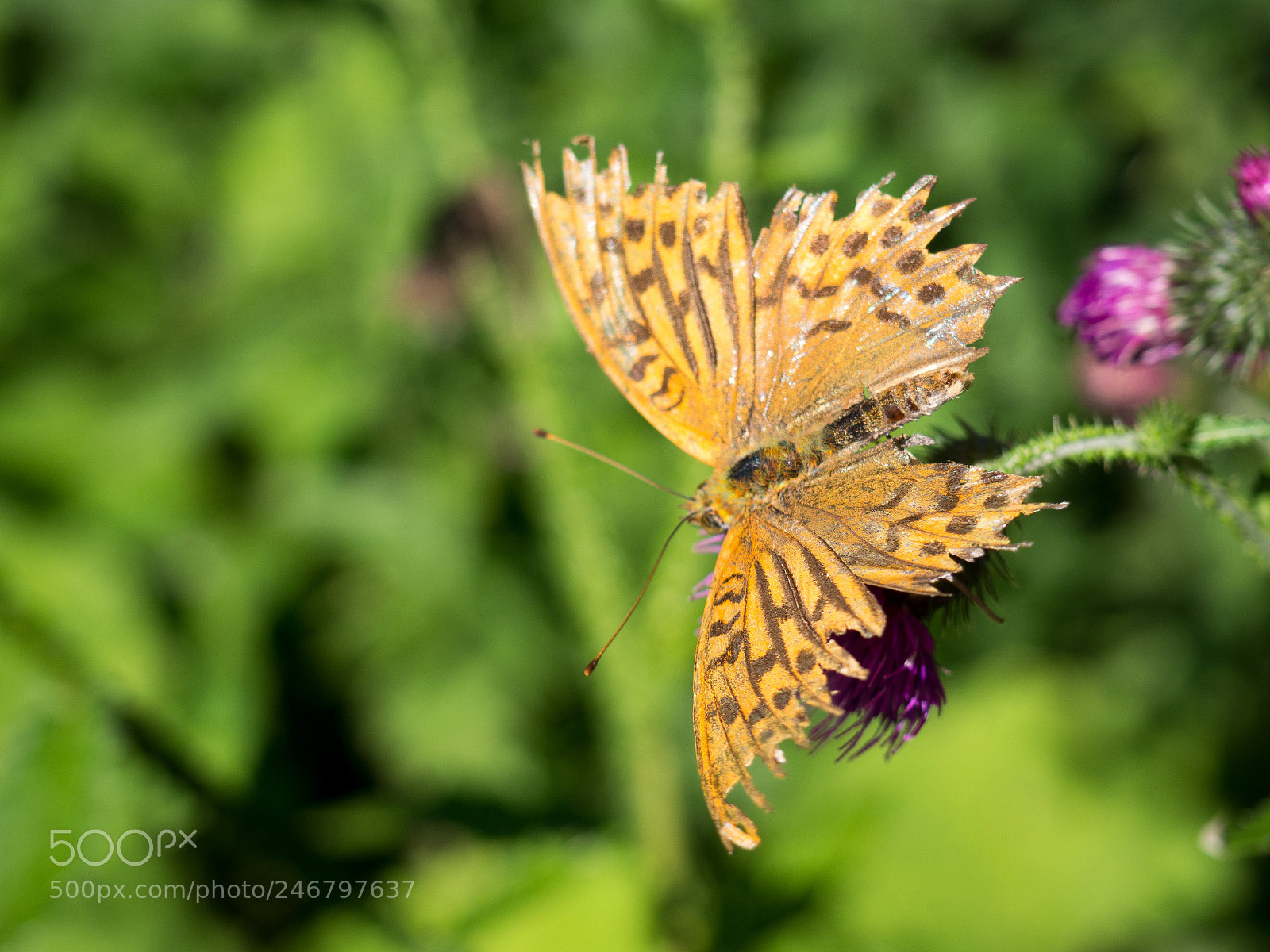 Olympus OM-D E-M10 II sample photo. Fritillary butterfly sitting on photography
