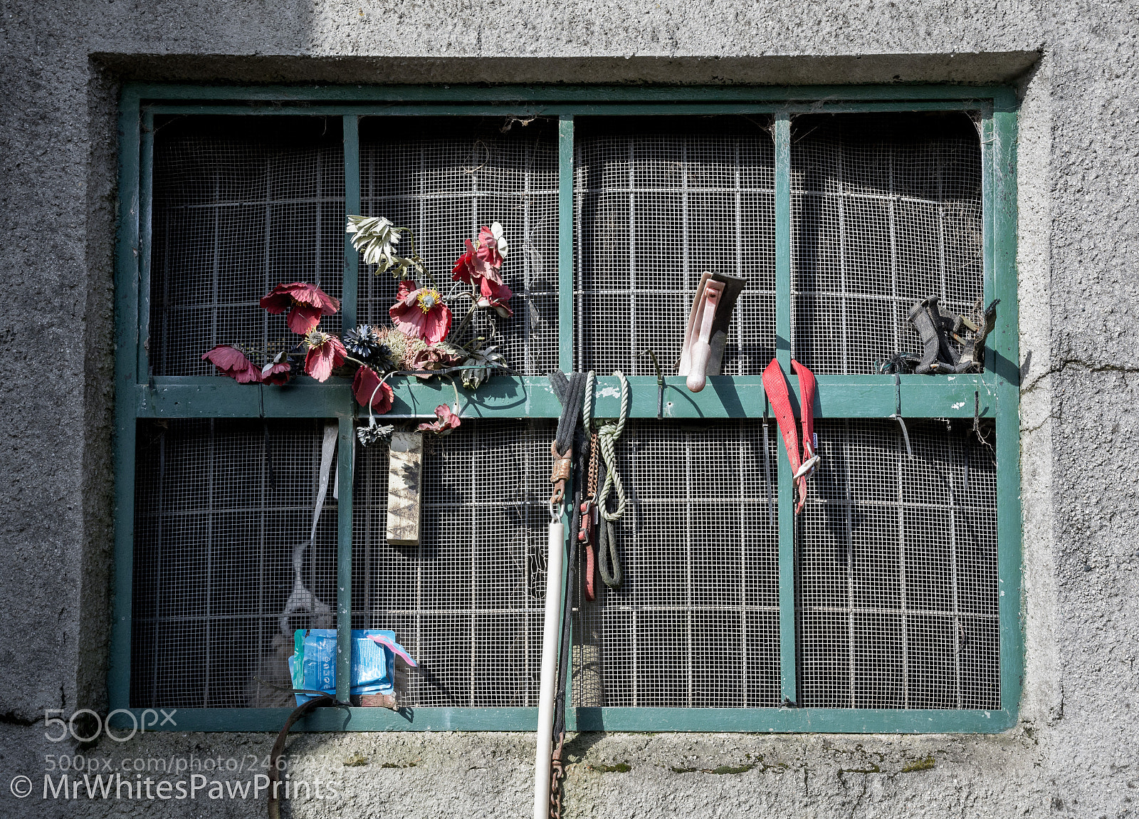 Nikon D7100 sample photo. Spot the dog! photography