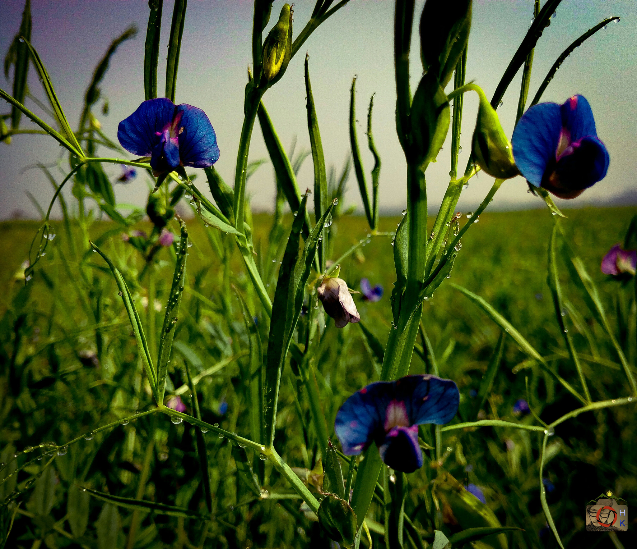 Symphony R100 sample photo. Flowers photography