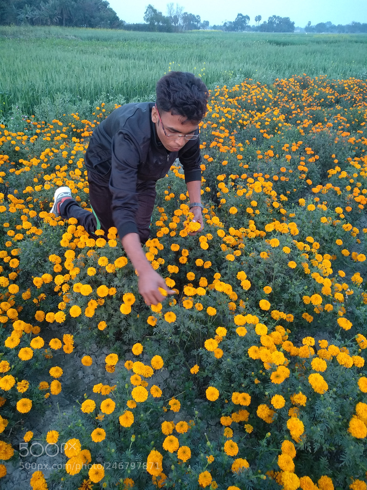 Xiaomi MI MAX 2 sample photo. Untitled photography