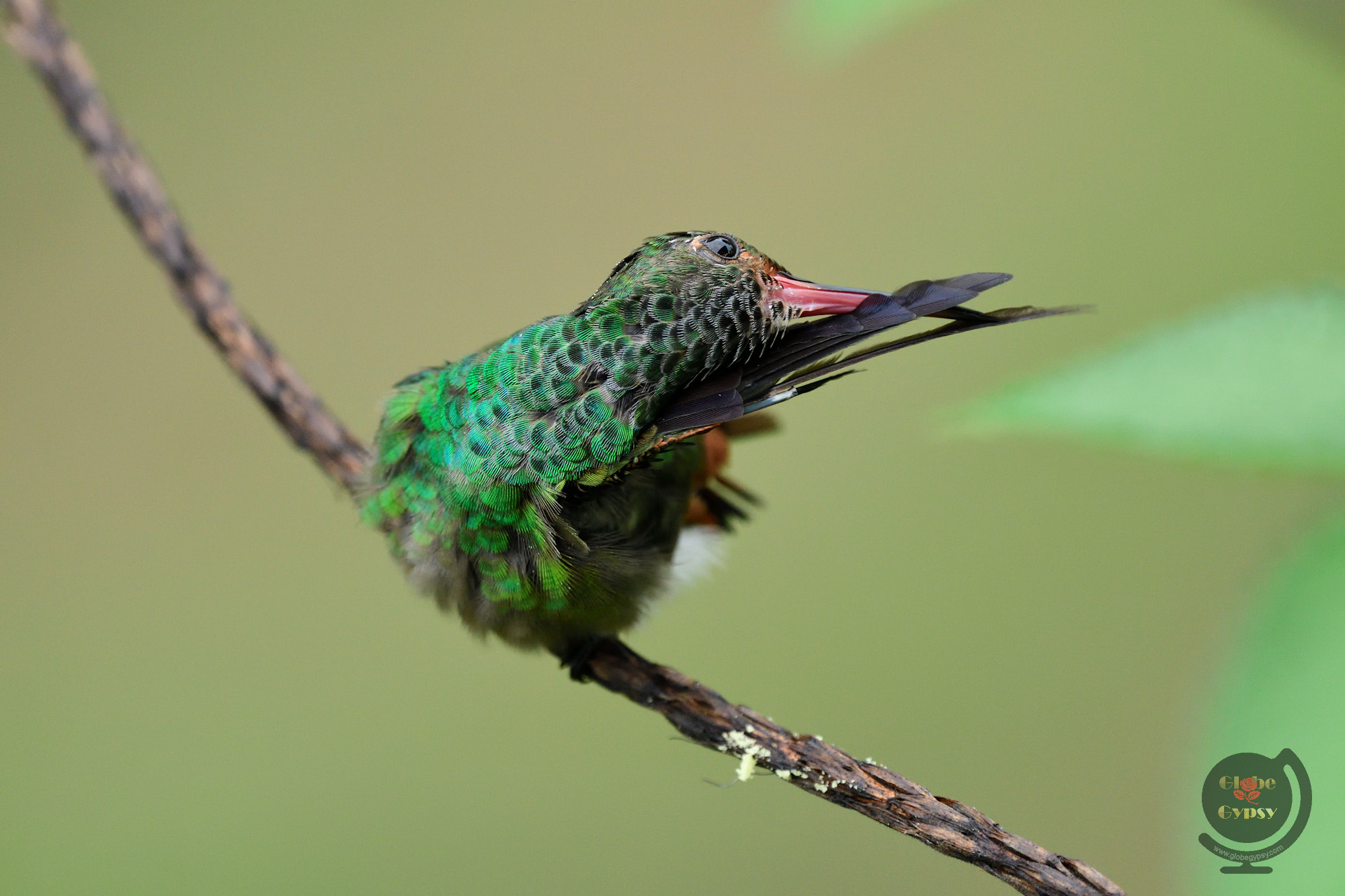 Nikon Nikkor AF-S 300mm F4E PF ED VR sample photo. Preening hummingbird photography