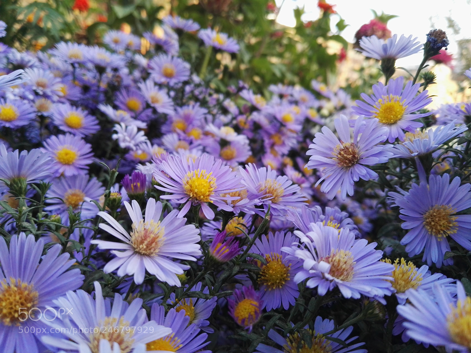 HUAWEI P8 sample photo. Dav photography