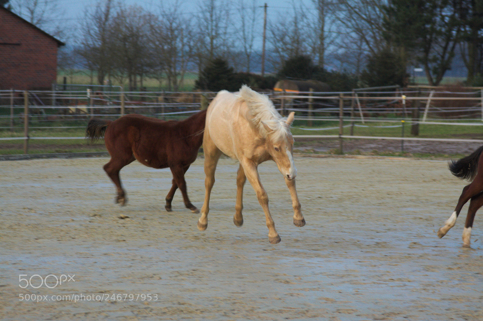 Canon EOS 50D sample photo. Playing horses photography