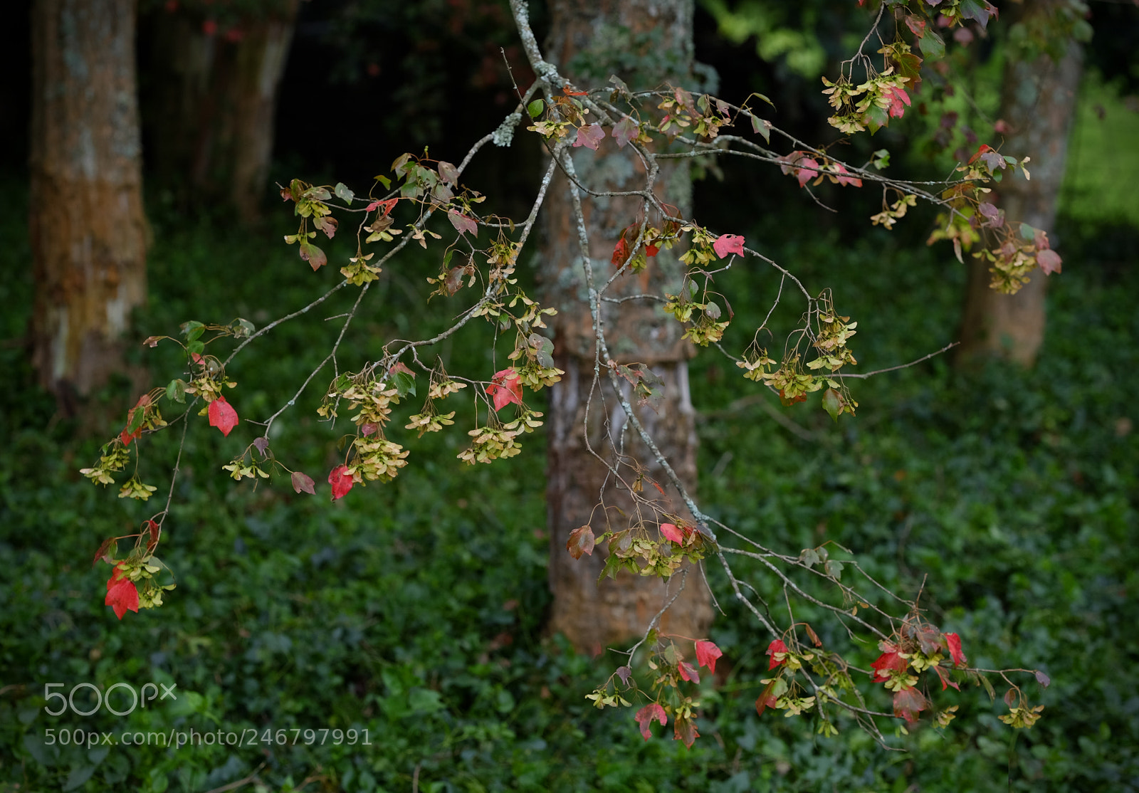 Fujifilm X-T10 sample photo. Chinese elms photography