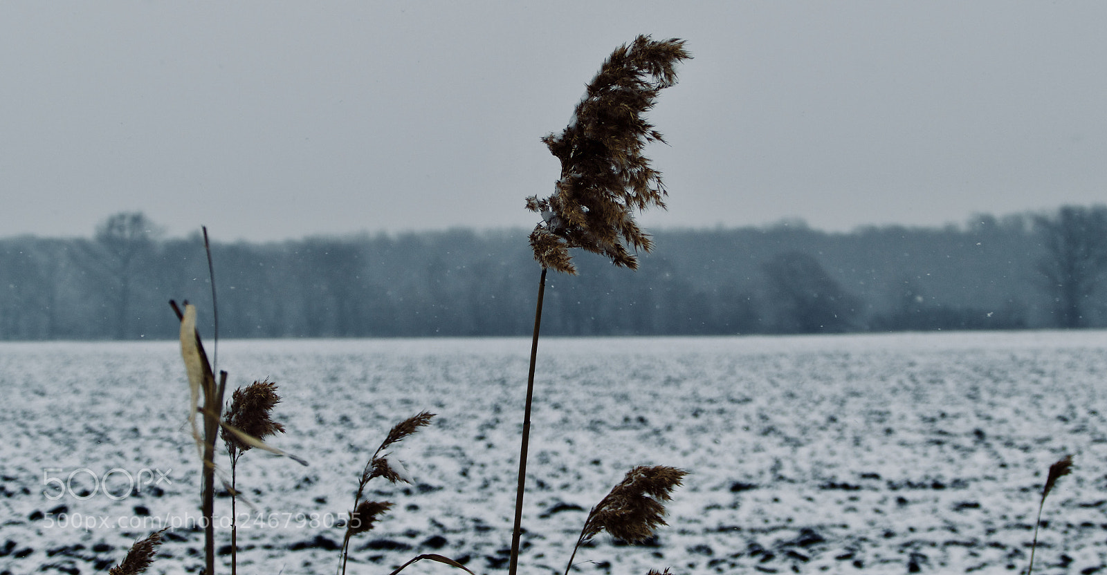 Leica V-Lux (Typ 114) sample photo. Cold wind photography