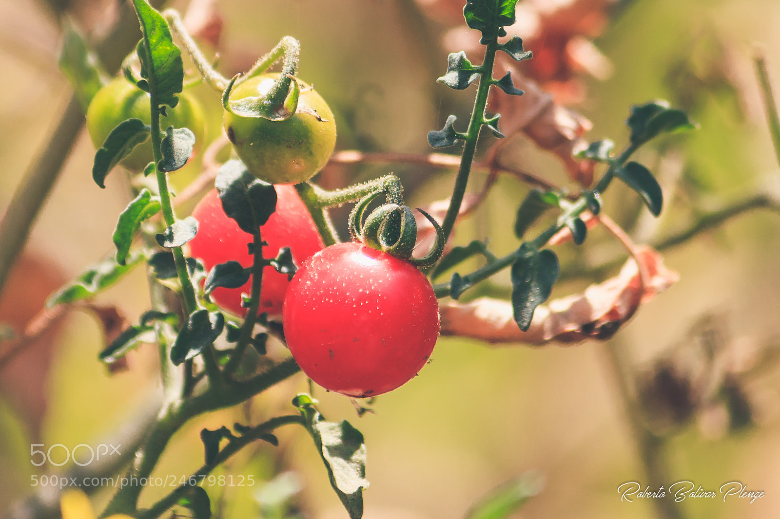 Canon EOS 77D (EOS 9000D / EOS 770D) sample photo. Tomato photography