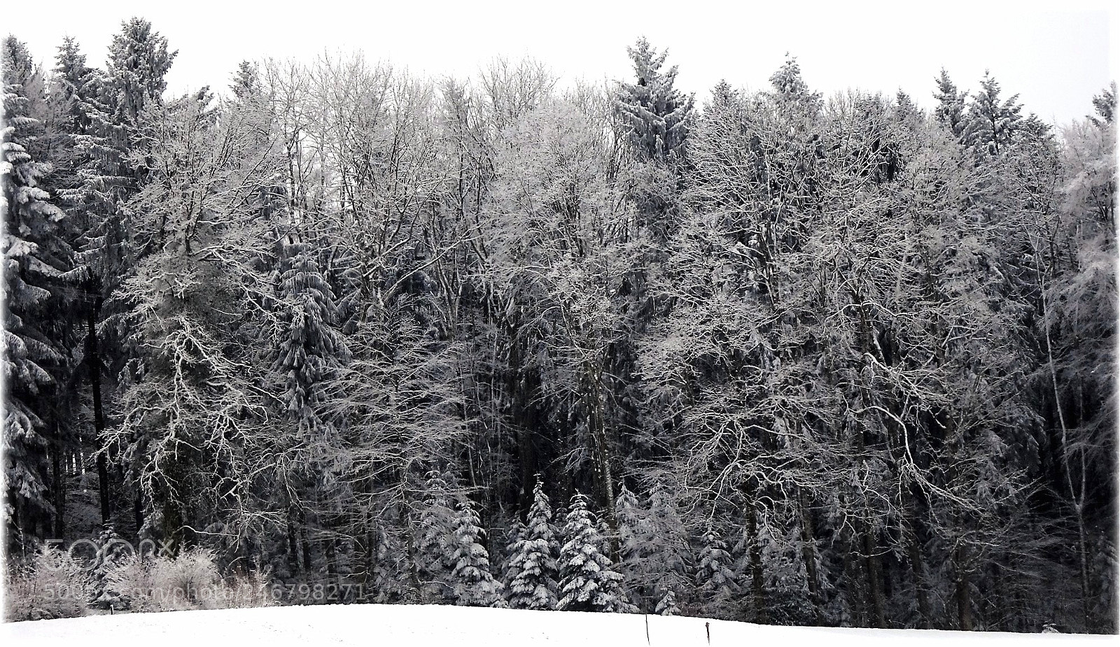 Sony Cyber-shot DSC-HX80 sample photo. "forrest" photography