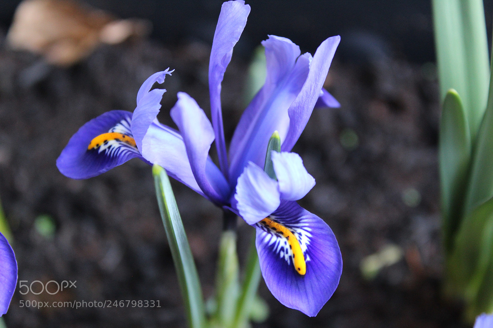 Canon EOS 1300D (EOS Rebel T6 / EOS Kiss X80) sample photo. Beautiful iris photography