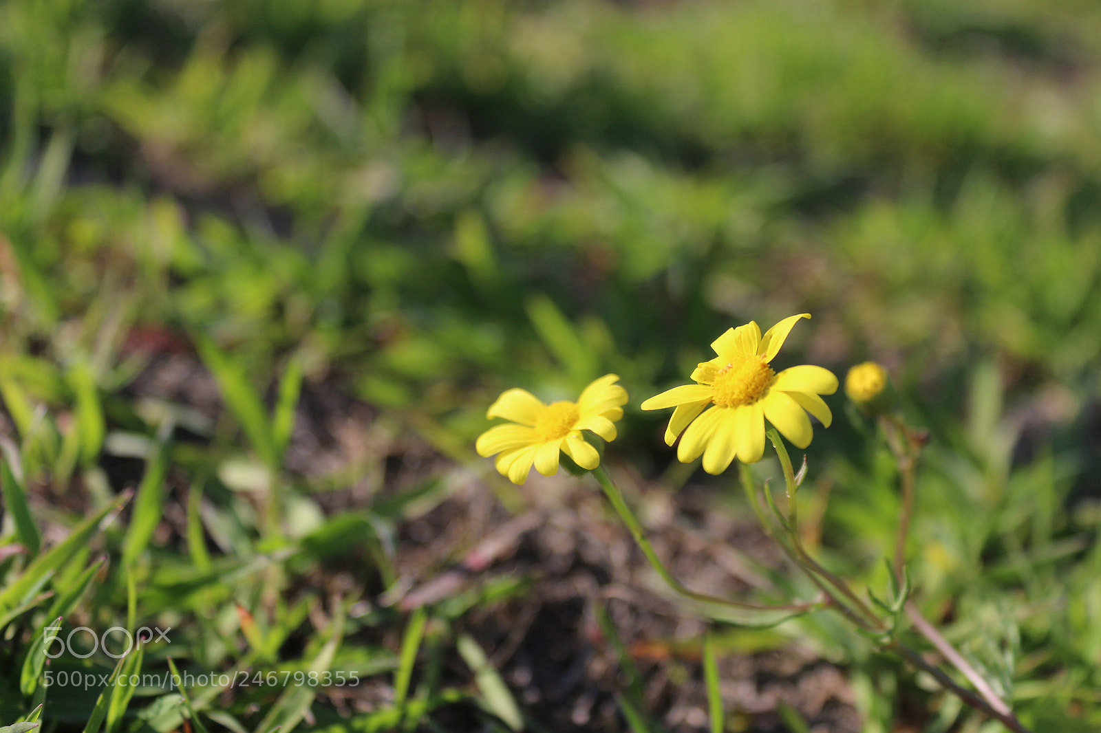 Canon EF-S 18-55mm F3.5-5.6 III sample photo. Untitled photography