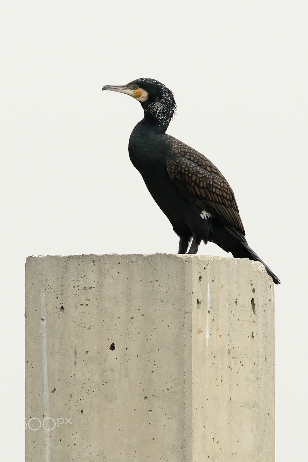 Canon EF 400mm F5.6L USM sample photo. Vista al frente photography