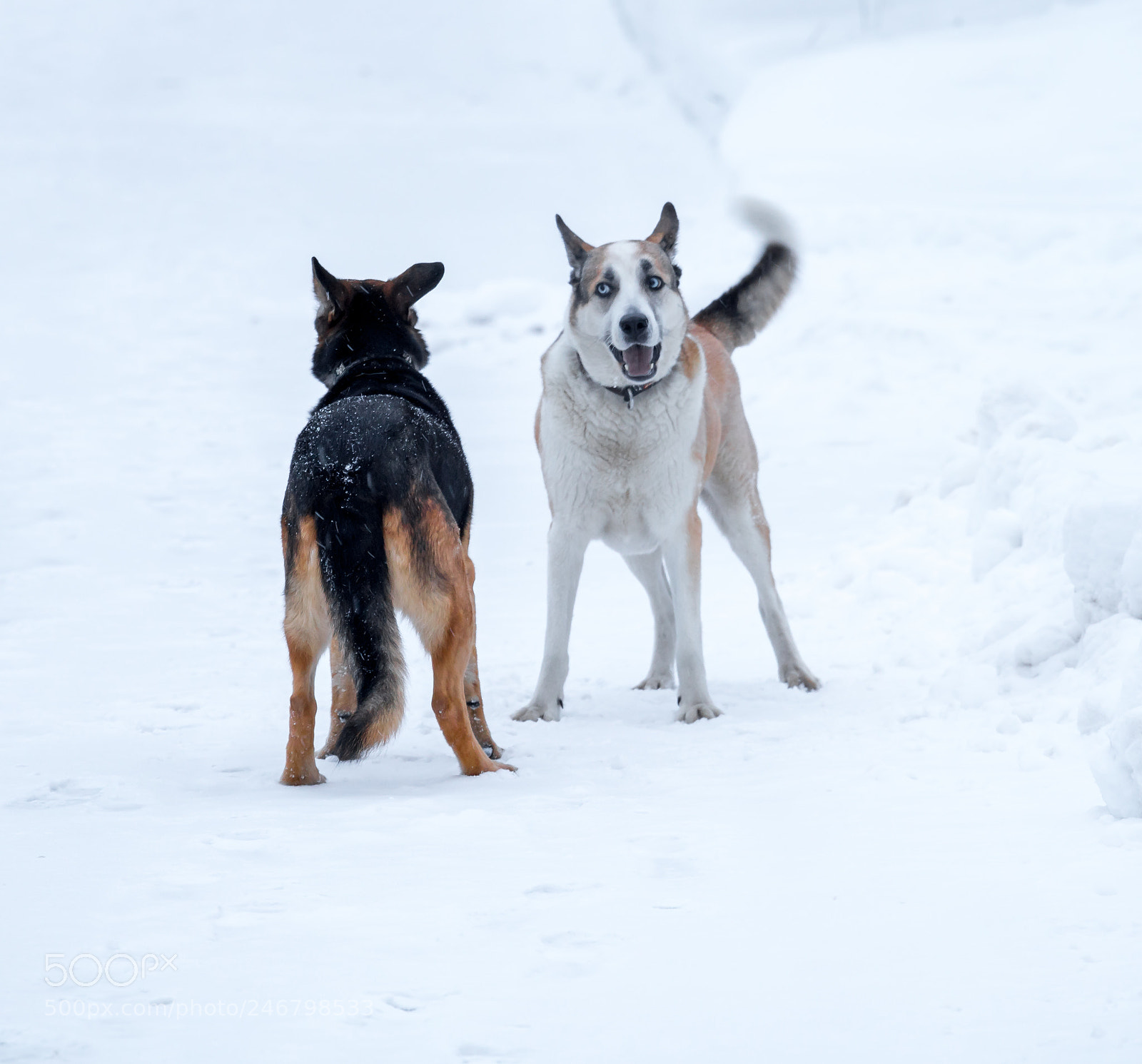 Sony a7R III sample photo. Dogs fight photography