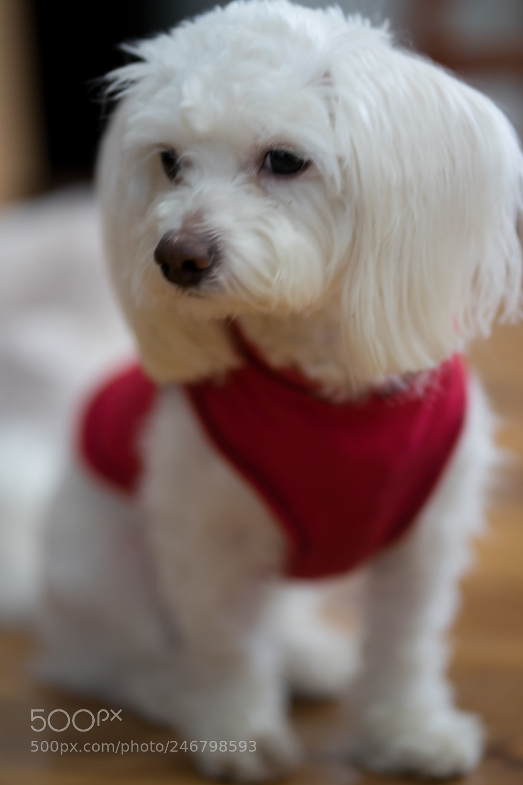 Sony a7 II sample photo. Tequila photography