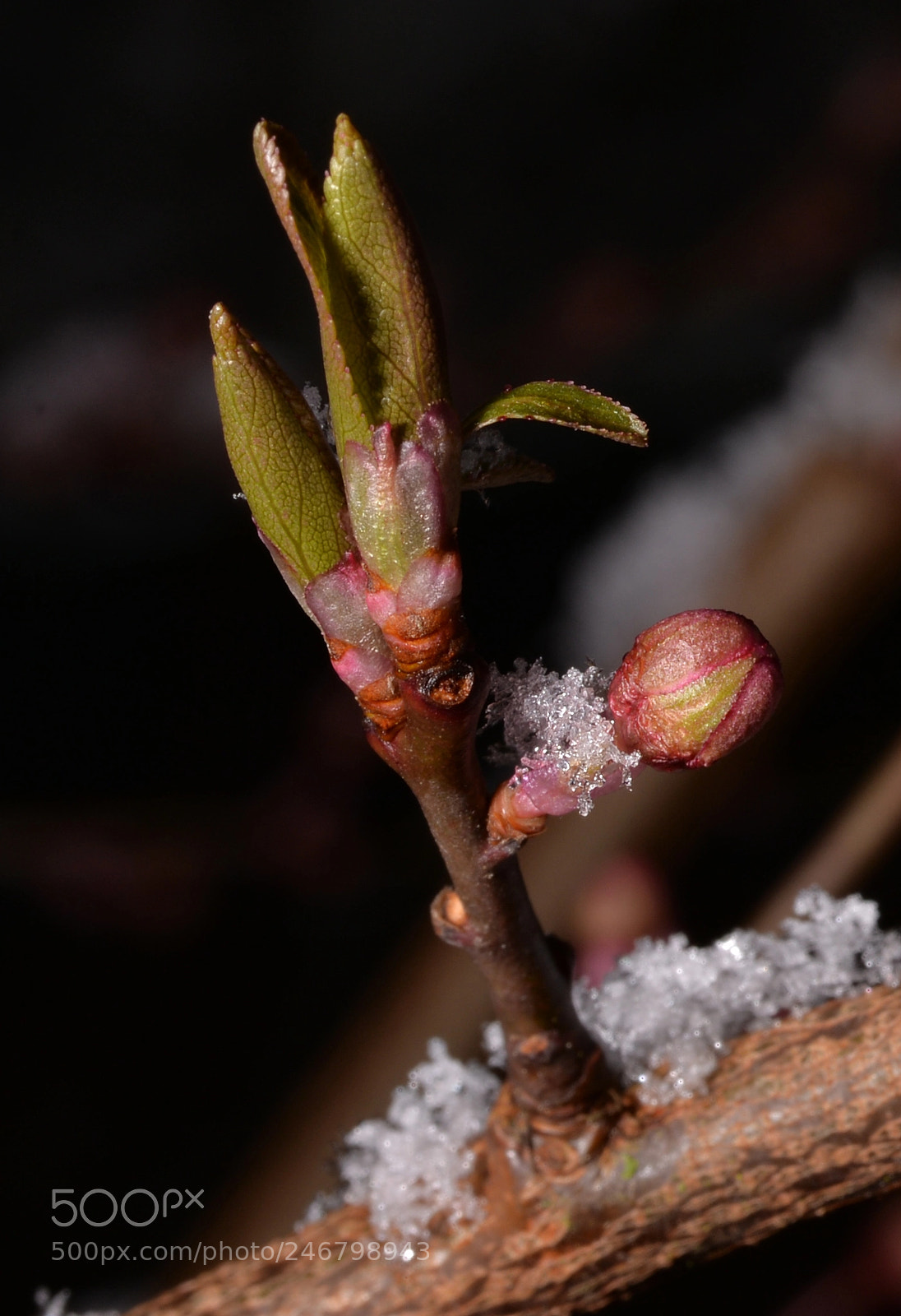 Nikon D610 sample photo. Late snow in oregon photography
