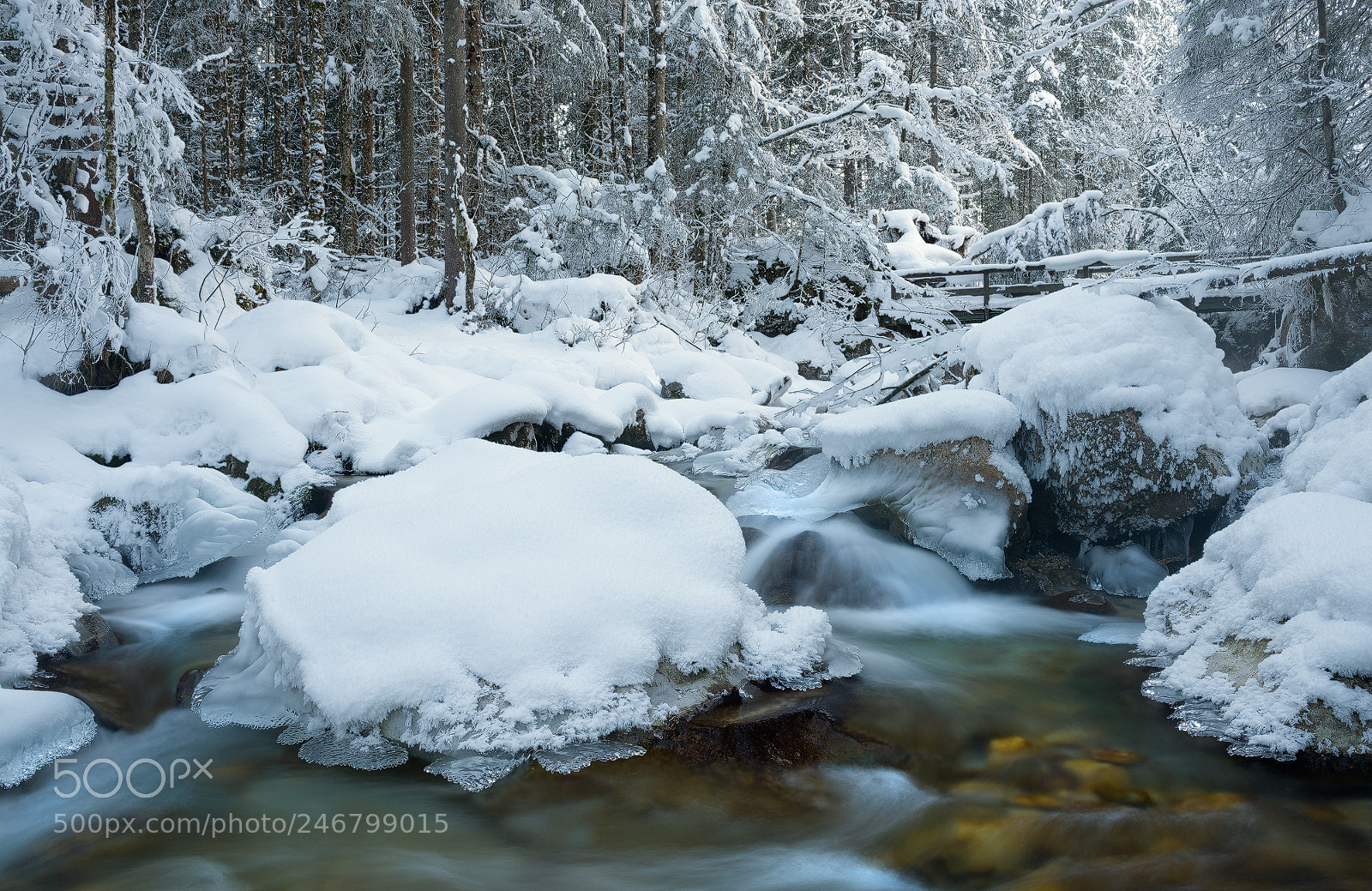 Nikon D800 sample photo. Im zauberwald photography