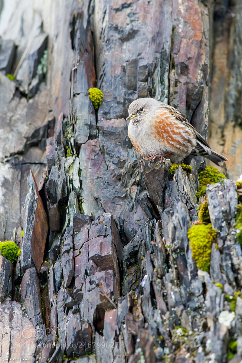 Canon EOS 7D sample photo. Accenteur alpin (prunella collaris) photography