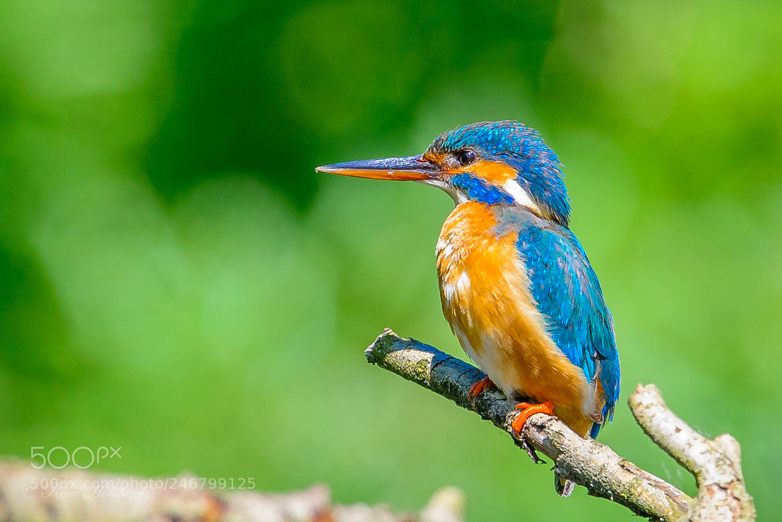 Nikon D800 sample photo. Eisvogel auf dem ast photography