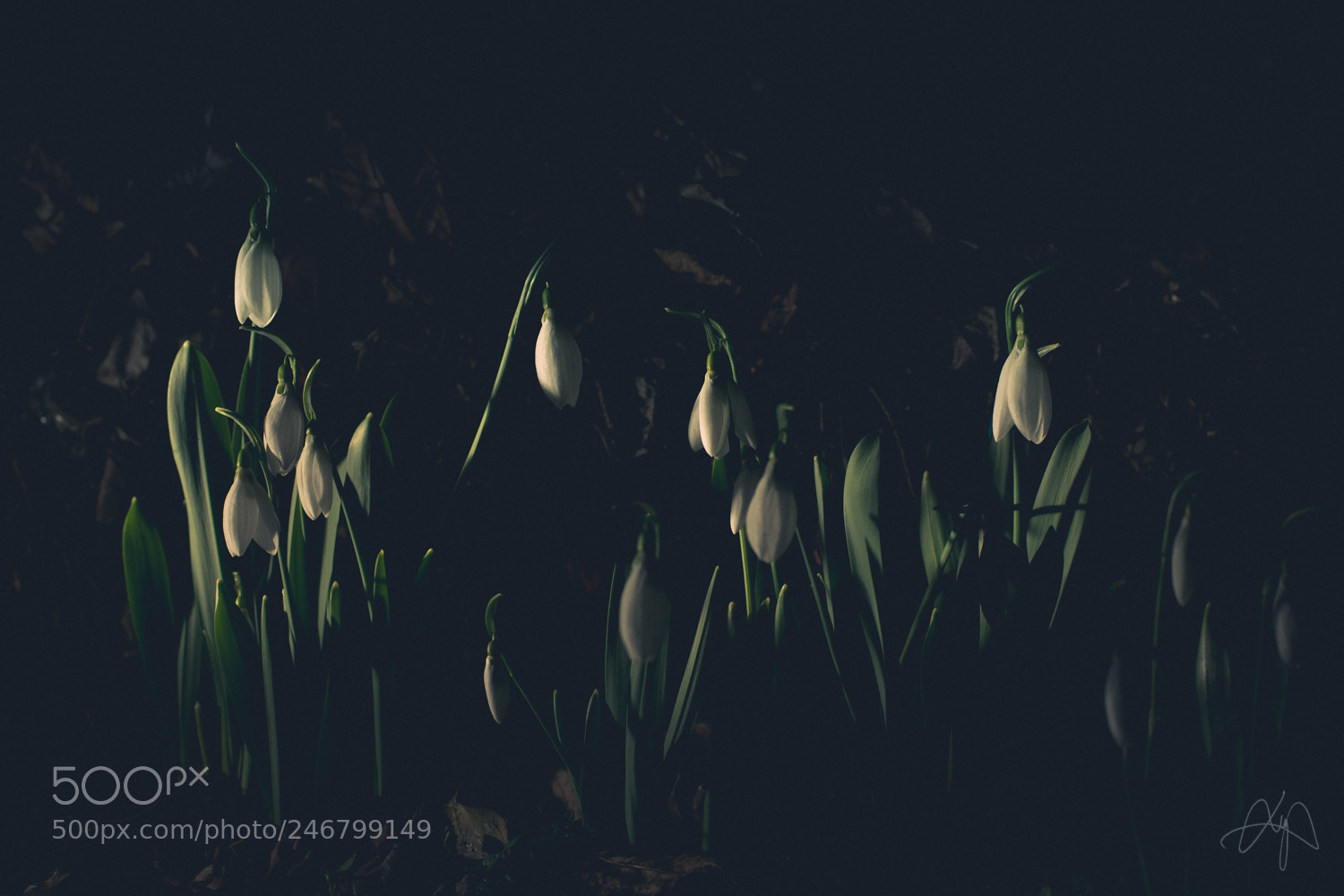 Nikon D3400 sample photo. Sleeping snowdrops photography