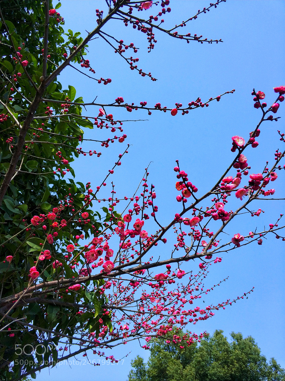 Xiaomi MI6 sample photo. Untitled photography