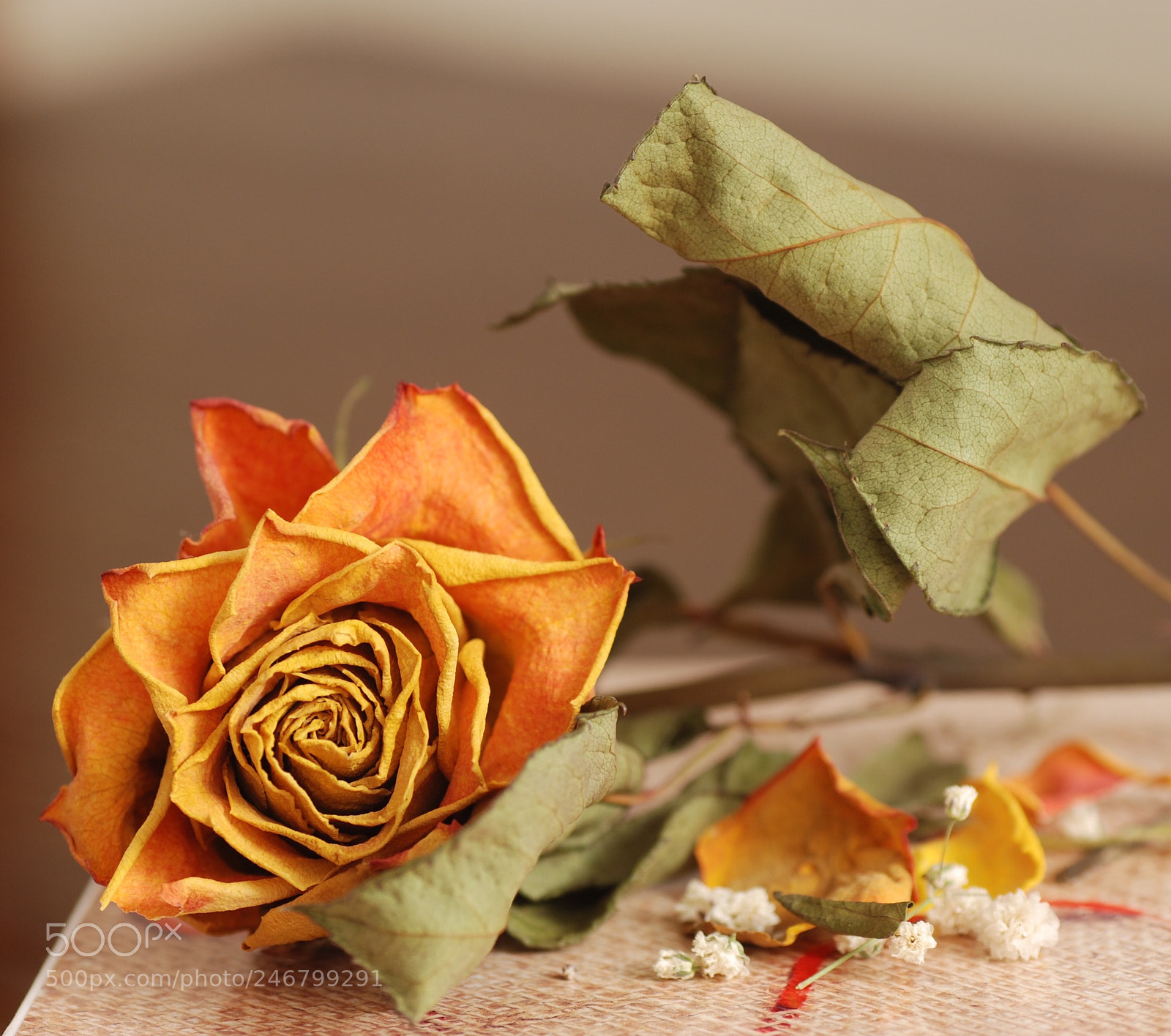Nikon D80 sample photo. Orange rose photography