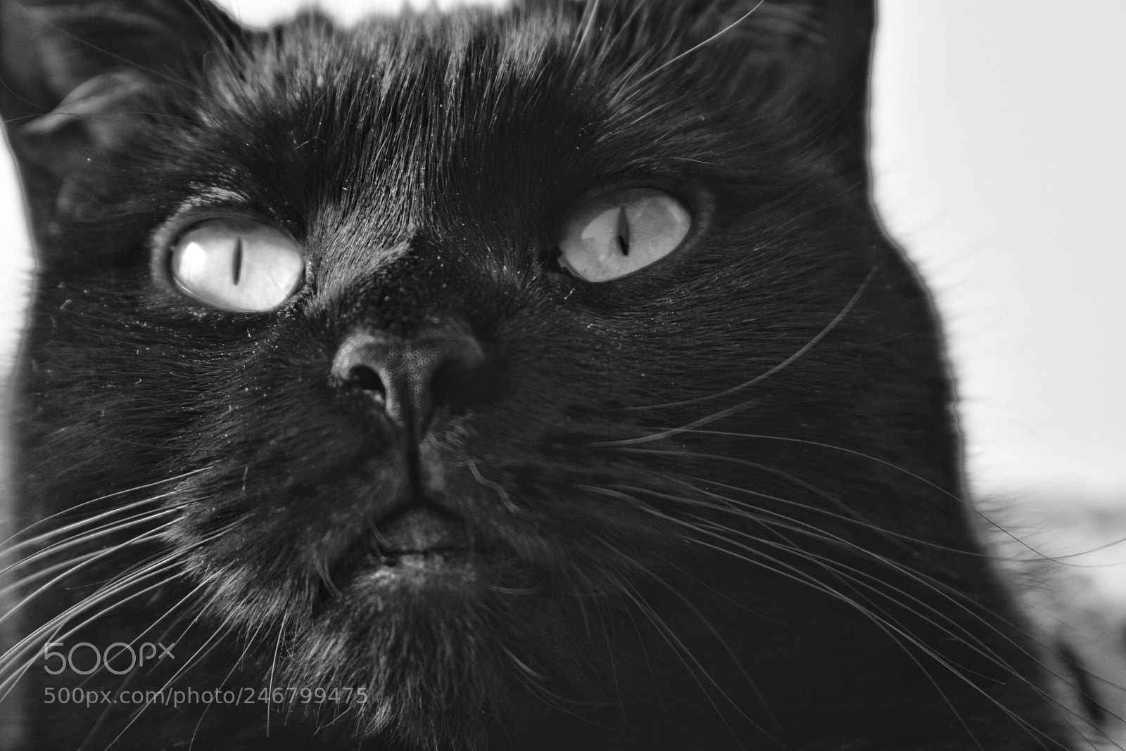 Nikon D5600 sample photo. Melody photography